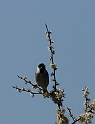 Reed bunting male - C
